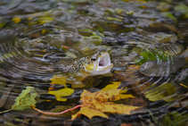 foto/diskuze/z_lovu/2012/th-img50790.jpg