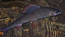 foto/diskuze/z_lovu/2012/th-img50792.jpg