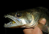foto/diskuze/z_lovu/2012/th-img50816.jpg