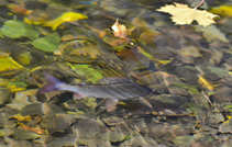 foto/diskuze/z_lovu/2012/th-img50830.jpg