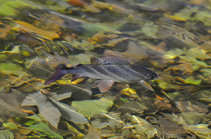 foto/diskuze/z_lovu/2012/th-img50831.jpg