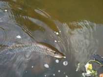 foto/diskuze/z_lovu/2012/th-img50847.jpg