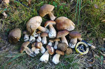 foto/diskuze/z_lovu/2012/th-img50852.jpg