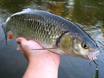 foto/diskuze/z_lovu/2012/th-img50861.jpg