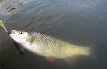 foto/diskuze/z_lovu/2012/th-img50863.jpg