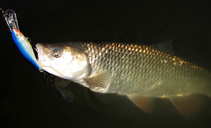 foto/diskuze/z_lovu/2012/th-img50865.jpg