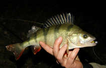 foto/diskuze/z_lovu/2012/th-img50894.jpg