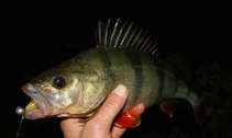 foto/diskuze/z_lovu/2012/th-img50902.jpg