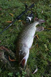 foto/diskuze/z_lovu/2012/th-img50904.jpg