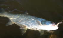 foto/diskuze/z_lovu/2012/th-img50920.jpg