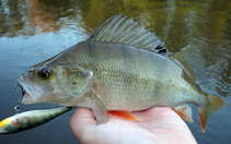 foto/diskuze/z_lovu/2012/th-img50921.jpg