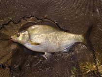 foto/diskuze/z_lovu/2012/th-img50922.jpg