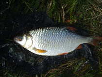 foto/diskuze/z_lovu/2012/th-img50923.jpg