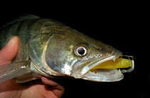 foto/diskuze/z_lovu/2012/th-img50927.jpg