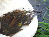 foto/diskuze/z_lovu/2012/th-img50951.jpg