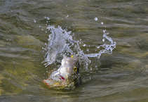 foto/diskuze/z_lovu/2012/th-img50953.jpg
