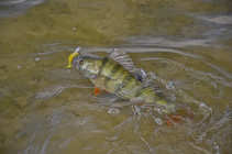 foto/diskuze/z_lovu/2012/th-img50954.jpg