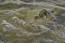 foto/diskuze/z_lovu/2012/th-img50955.jpg