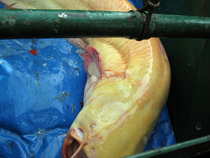 foto/diskuze/z_lovu/2012/th-img50958.jpg