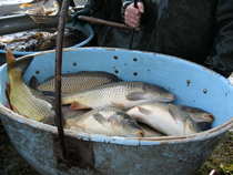 foto/diskuze/z_lovu/2012/th-img50959.jpg