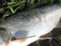 foto/diskuze/z_lovu/2012/th-img50972.jpg