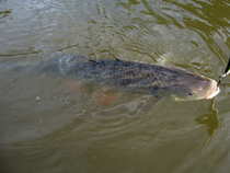 foto/diskuze/z_lovu/2012/th-img50974.jpg