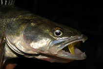 foto/diskuze/z_lovu/2012/th-img50979.jpg