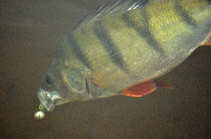 foto/diskuze/z_lovu/2012/th-img50992.jpg
