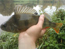 foto/diskuze/z_lovu/2012/th-img51037.jpg
