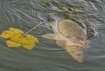 foto/diskuze/z_lovu/2012/th-img51052.jpg