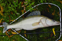 foto/diskuze/z_lovu/2012/th-img51053.jpg