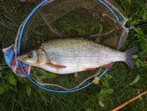 foto/diskuze/z_lovu/2012/th-img51055.jpg