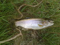 foto/diskuze/z_lovu/2012/th-img51056.jpg