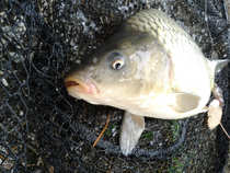 foto/diskuze/z_lovu/2012/th-img51061.jpg