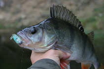 foto/diskuze/z_lovu/2012/th-img51074.jpg