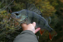 foto/diskuze/z_lovu/2012/th-img51075.jpg
