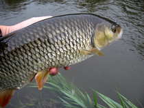 foto/diskuze/z_lovu/2012/th-img51133.jpg