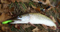 foto/diskuze/z_lovu/2012/th-img51146.jpg