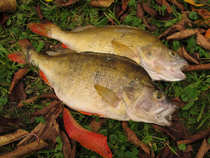 foto/diskuze/z_lovu/2012/th-img51147.jpg