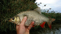 foto/diskuze/z_lovu/2012/th-img51209.jpg
