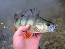foto/diskuze/z_lovu/2012/th-img51226.jpg
