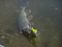 foto/diskuze/z_lovu/2012/th-img51230.jpg
