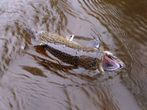 foto/diskuze/z_lovu/2012/th-img51255.jpg