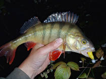 foto/diskuze/z_lovu/2012/th-img51330.jpg