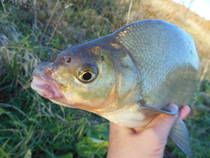 foto/diskuze/z_lovu/2012/th-img51355.jpg