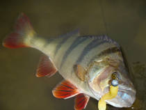 foto/diskuze/z_lovu/2012/th-img51382.jpg