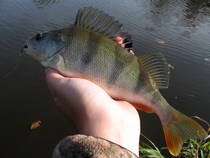 foto/diskuze/z_lovu/2012/th-img51400.jpg