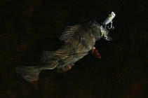 foto/diskuze/z_lovu/2012/th-img51439.jpg
