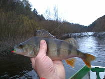 foto/diskuze/z_lovu/2012/th-img51474.jpg