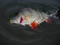 foto/diskuze/z_lovu/2012/th-img51495.jpg